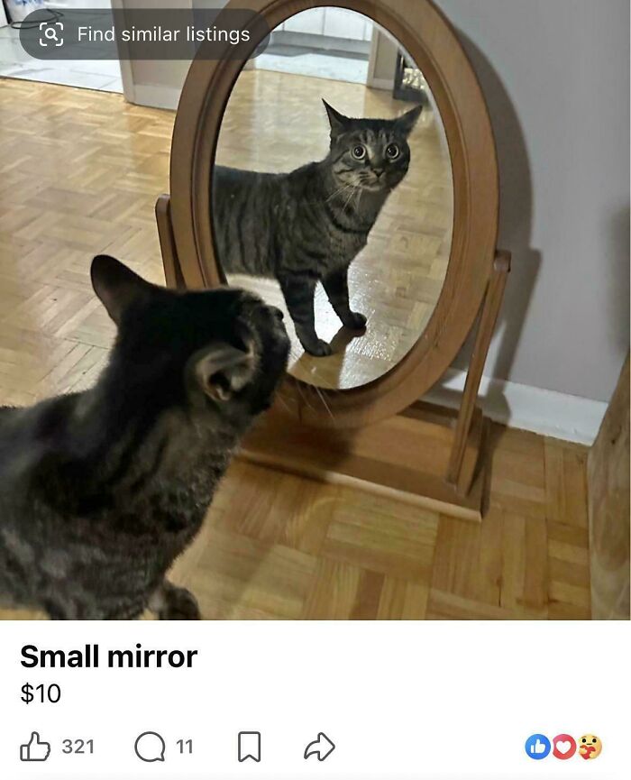 57 Mirror Pics Where The Reflection Ended Up Being Funnier Than The Main Subject