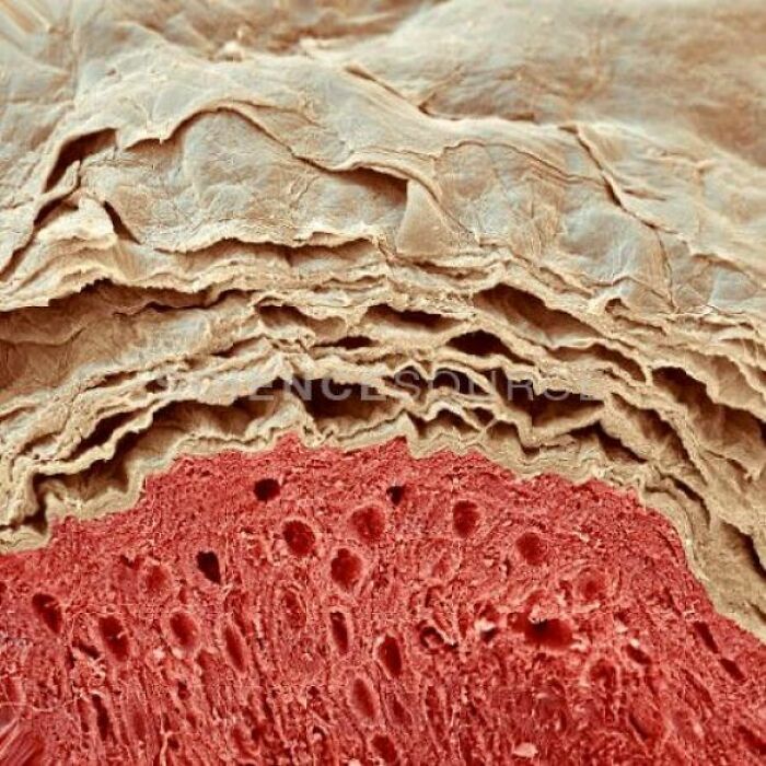 66 Photos Of Human Anatomy Reveal Real Body Features That Seem Almost Impossible At First Glance