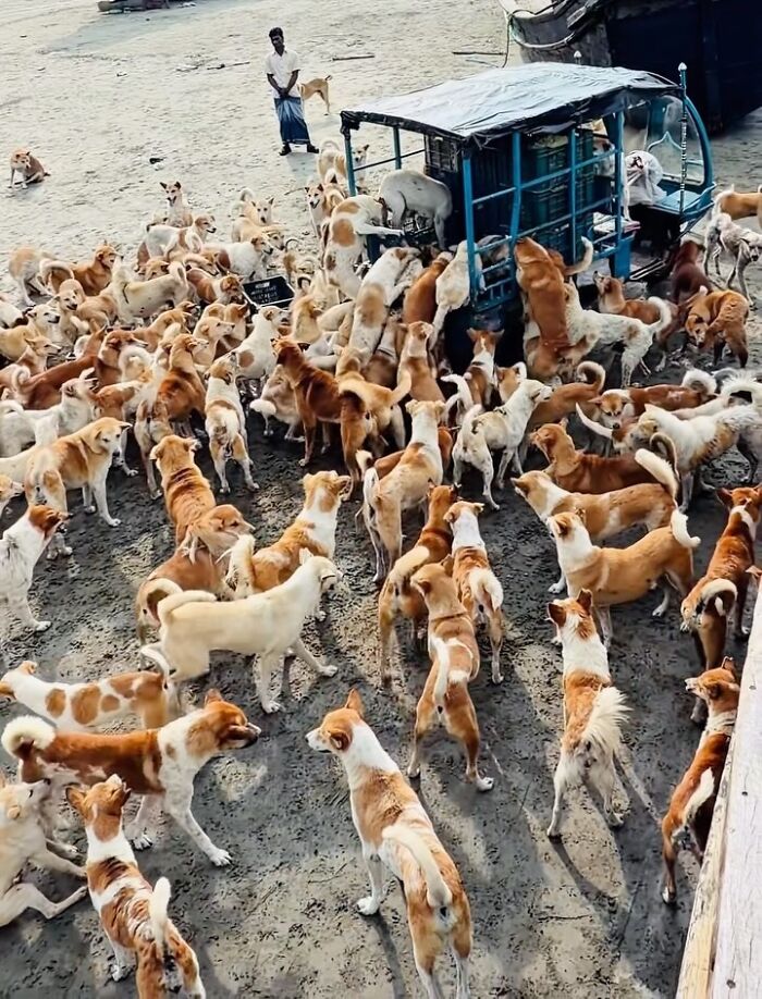 On Saint Martin’s Island, A Tourism Ban Left Dogs Starving, So This Man Feeds Them Every 48 Hours