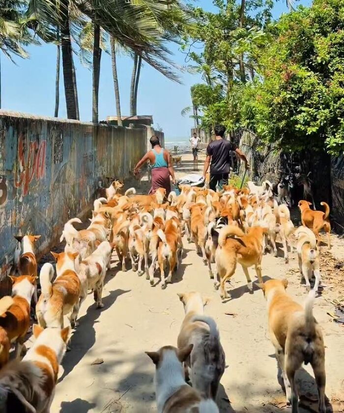 On Saint Martin’s Island, A Tourism Ban Left Dogs Starving, So This Man Feeds Them Every 48 Hours