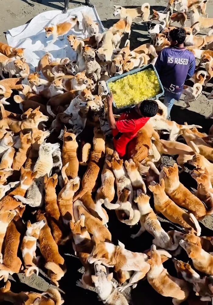 On Saint Martin’s Island, A Tourism Ban Left Dogs Starving, So This Man Feeds Them Every 48 Hours