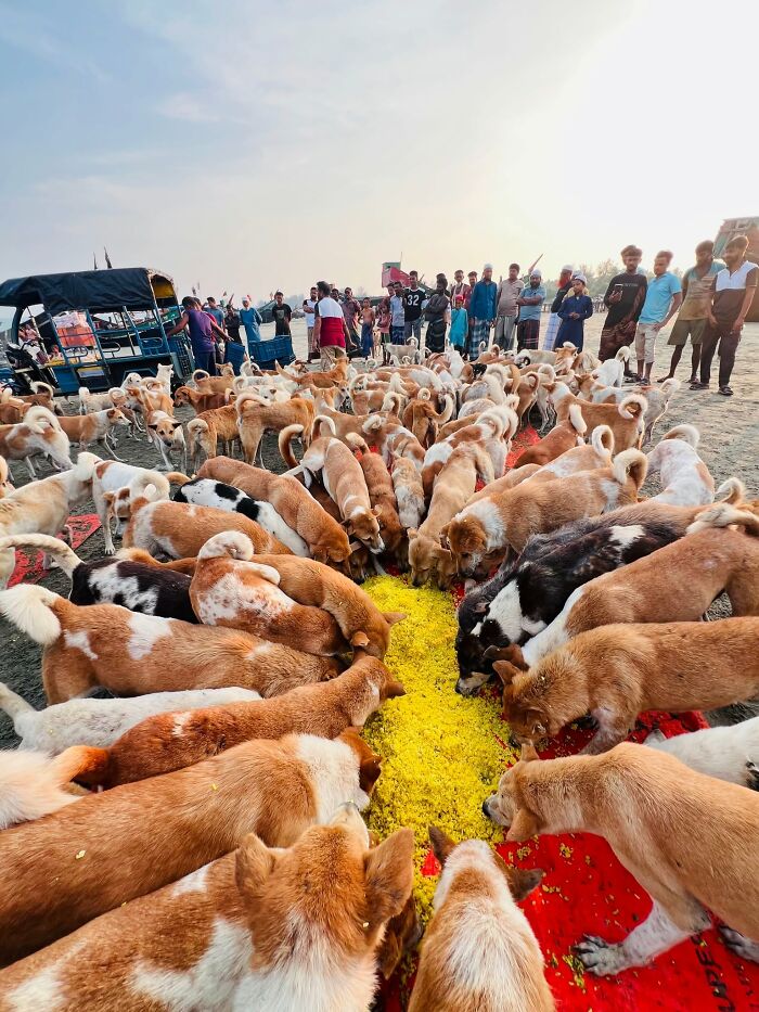 On Saint Martin’s Island, A Tourism Ban Left Dogs Starving, So This Man Feeds Them Every 48 Hours