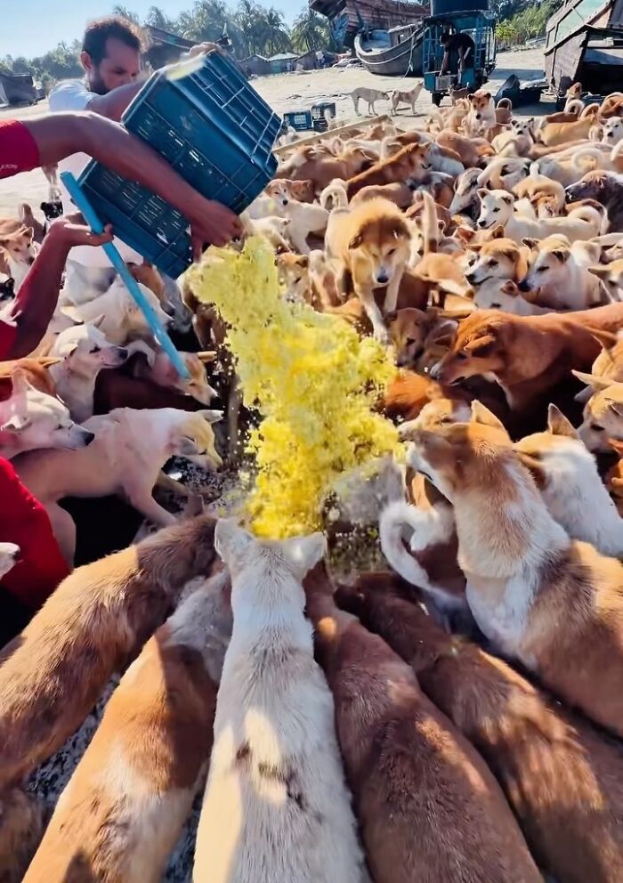 On Saint Martin’s Island, A Tourism Ban Left Dogs Starving, So This Man Feeds Them Every 48 Hours