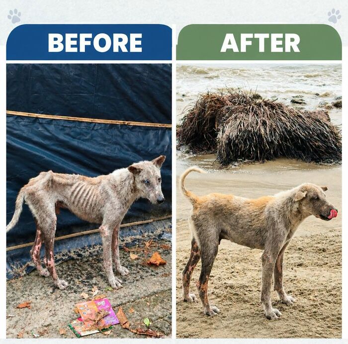 On Saint Martin’s Island, A Tourism Ban Left Dogs Starving, So This Man Feeds Them Every 48 Hours