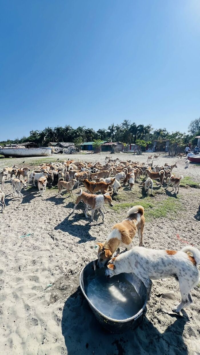 On Saint Martin’s Island, A Tourism Ban Left Dogs Starving, So This Man Feeds Them Every 48 Hours