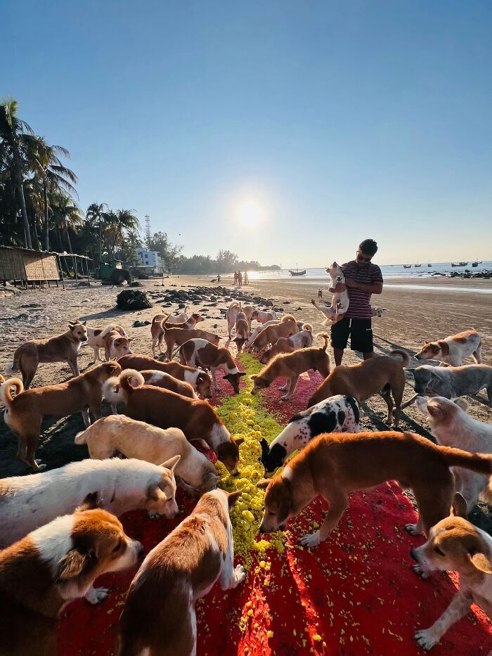 On Saint Martin’s Island, A Tourism Ban Left Dogs Starving, So This Man Feeds Them Every 48 Hours