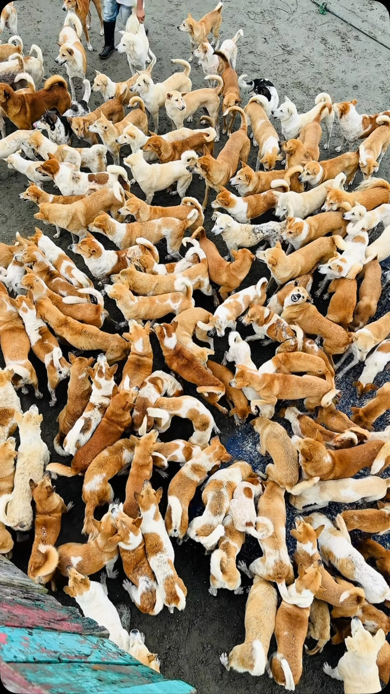 On Saint Martin’s Island, A Tourism Ban Left Dogs Starving, So This Man Feeds Them Every 48 Hours