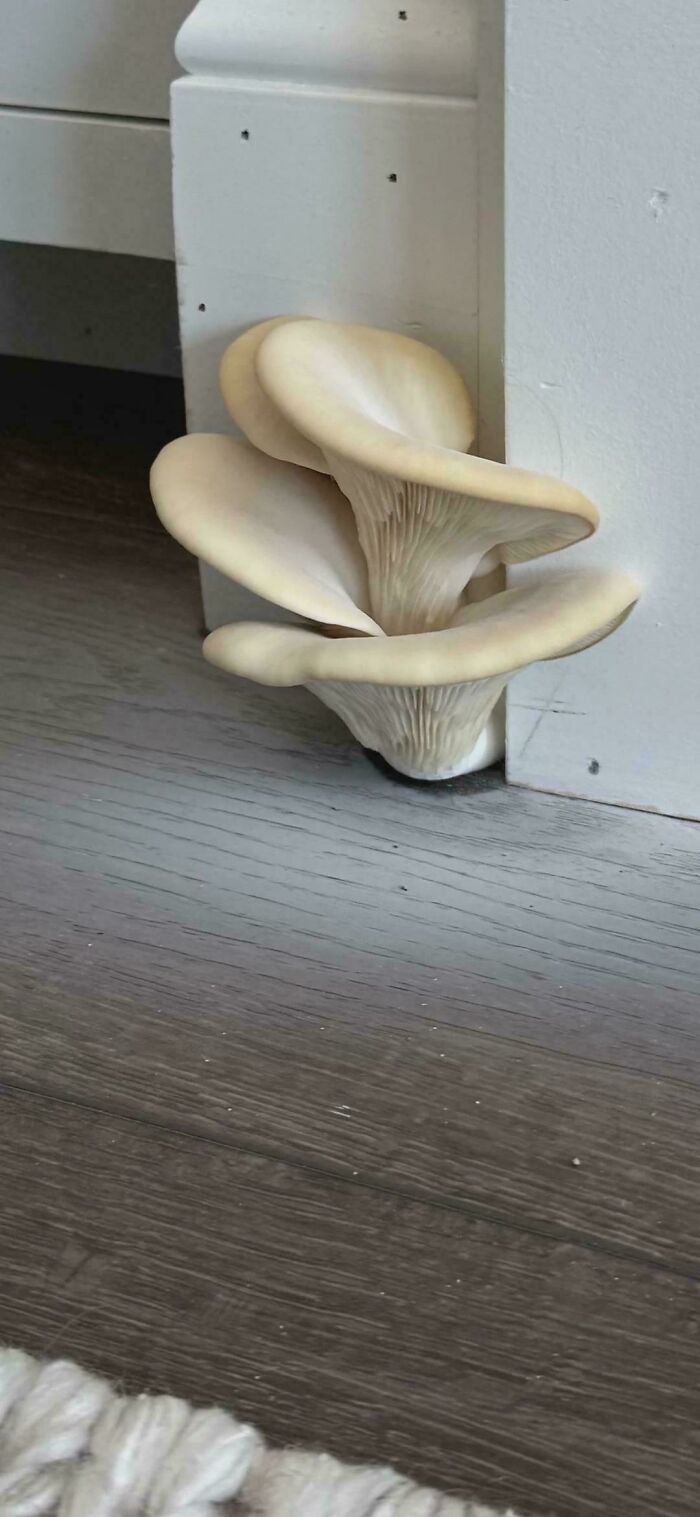 77 Interior Design Decisions That Looked Good In Someone’s Head But Not Quite In Real Life 77 Interior Design Decisions That Looked Good In Someone’s Head But Not Quite In Real Life