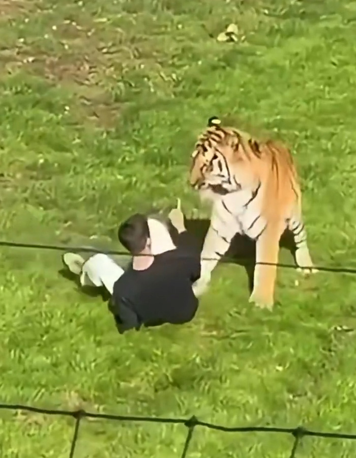 Man&rsquo;s Final Moments Before Entering Tiger Enclosure Revealed As Witness Recalls Bizarre Behavior