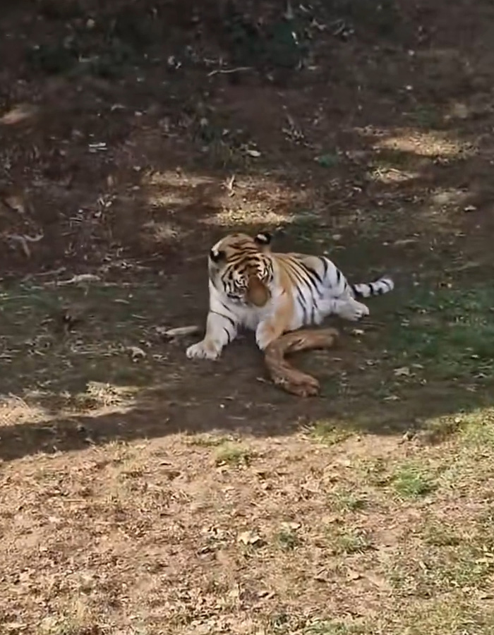 Man&rsquo;s Final Moments Before Entering Tiger Enclosure Revealed As Witness Recalls Bizarre Behavior
