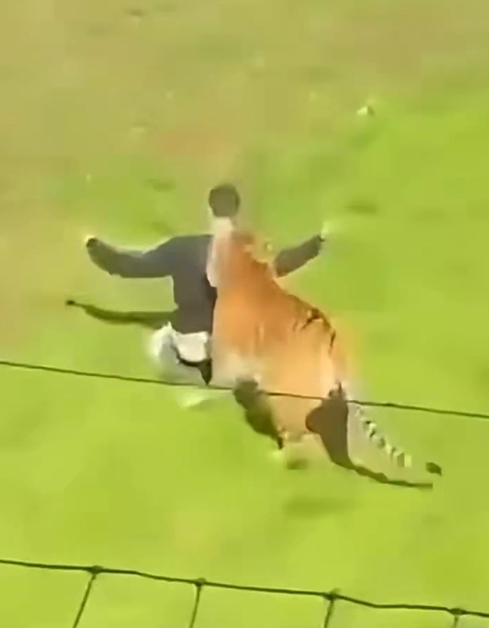 Man&rsquo;s Final Moments Before Entering Tiger Enclosure Revealed As Witness Recalls Bizarre Behavior