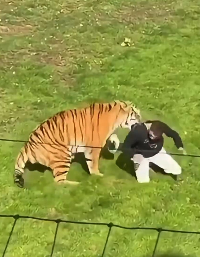 Man&rsquo;s Final Moments Before Entering Tiger Enclosure Revealed As Witness Recalls Bizarre Behavior