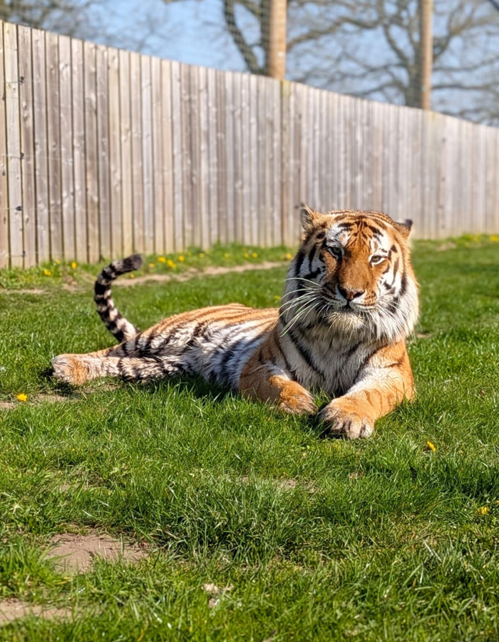 Man&rsquo;s Final Moments Before Entering Tiger Enclosure Revealed As Witness Recalls Bizarre Behavior