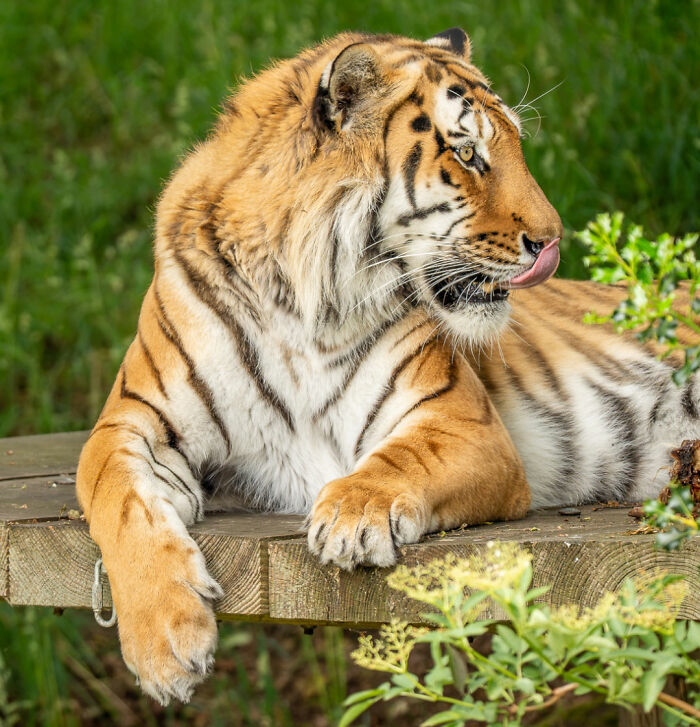Fate Of Tiger That Mauled Man After He Entered Its Enclosure Finally Revealed Fate Of Tiger That Mauled Man After He Entered Its Enclosure Finally Revealed