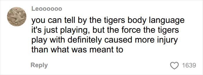 Fate Of Tiger That Mauled Man After He Entered Its Enclosure Finally Revealed Fate Of Tiger That Mauled Man After He Entered Its Enclosure Finally Revealed
