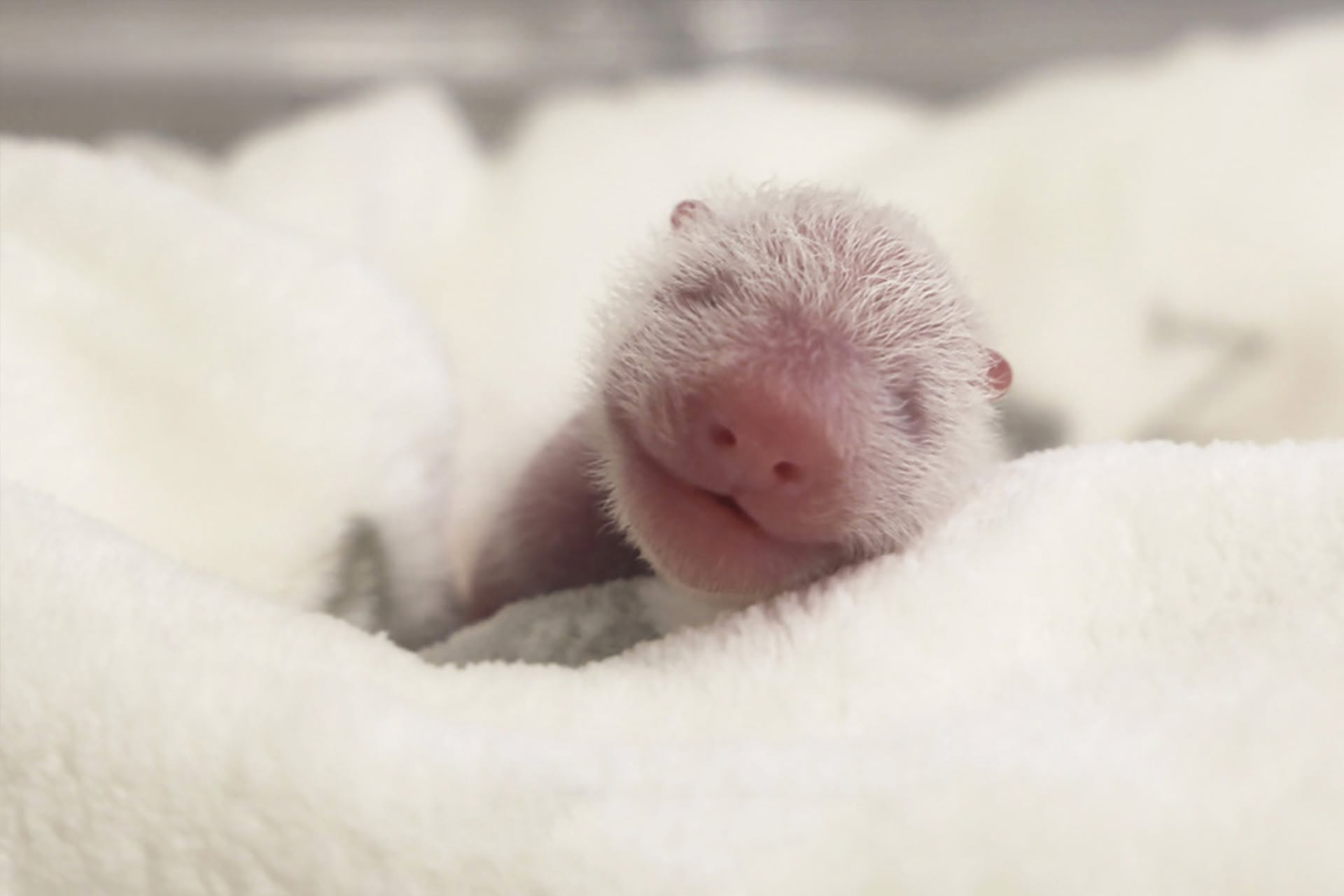 Watching A Panda Cub Run Is Probably The Cutest Thing You’ll See Today