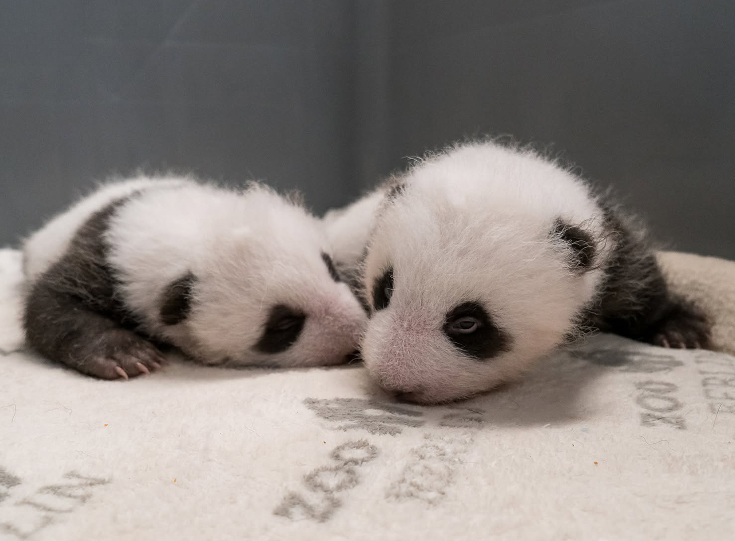 Watching A Panda Cub Run Is Probably The Cutest Thing You’ll See Today