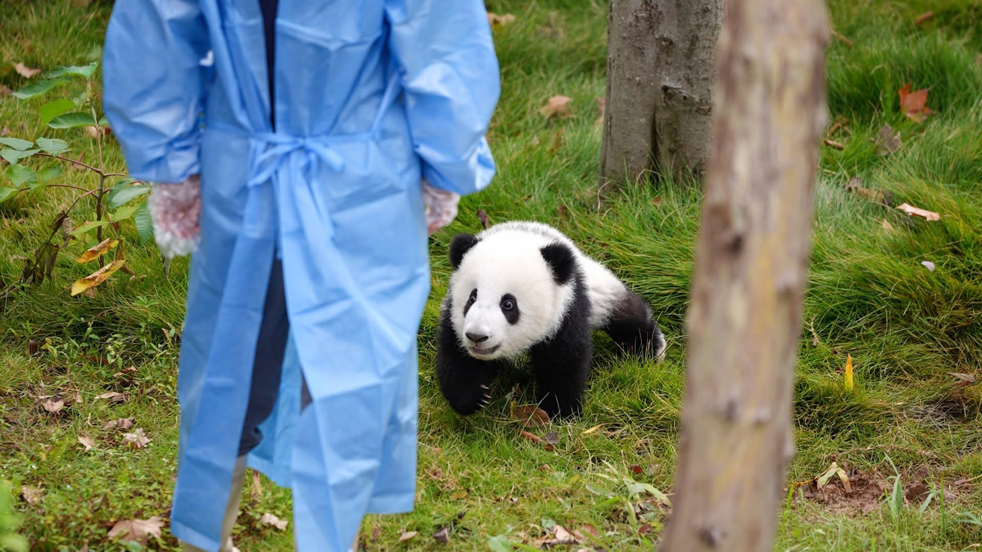 Watching A Panda Cub Run Is Probably The Cutest Thing You’ll See Today