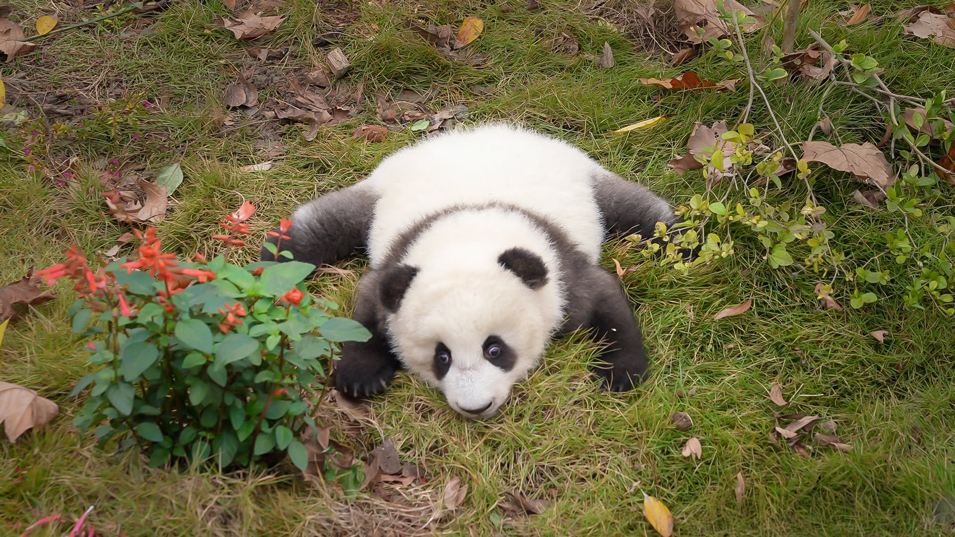 Watching A Panda Cub Run Is Probably The Cutest Thing You’ll See Today