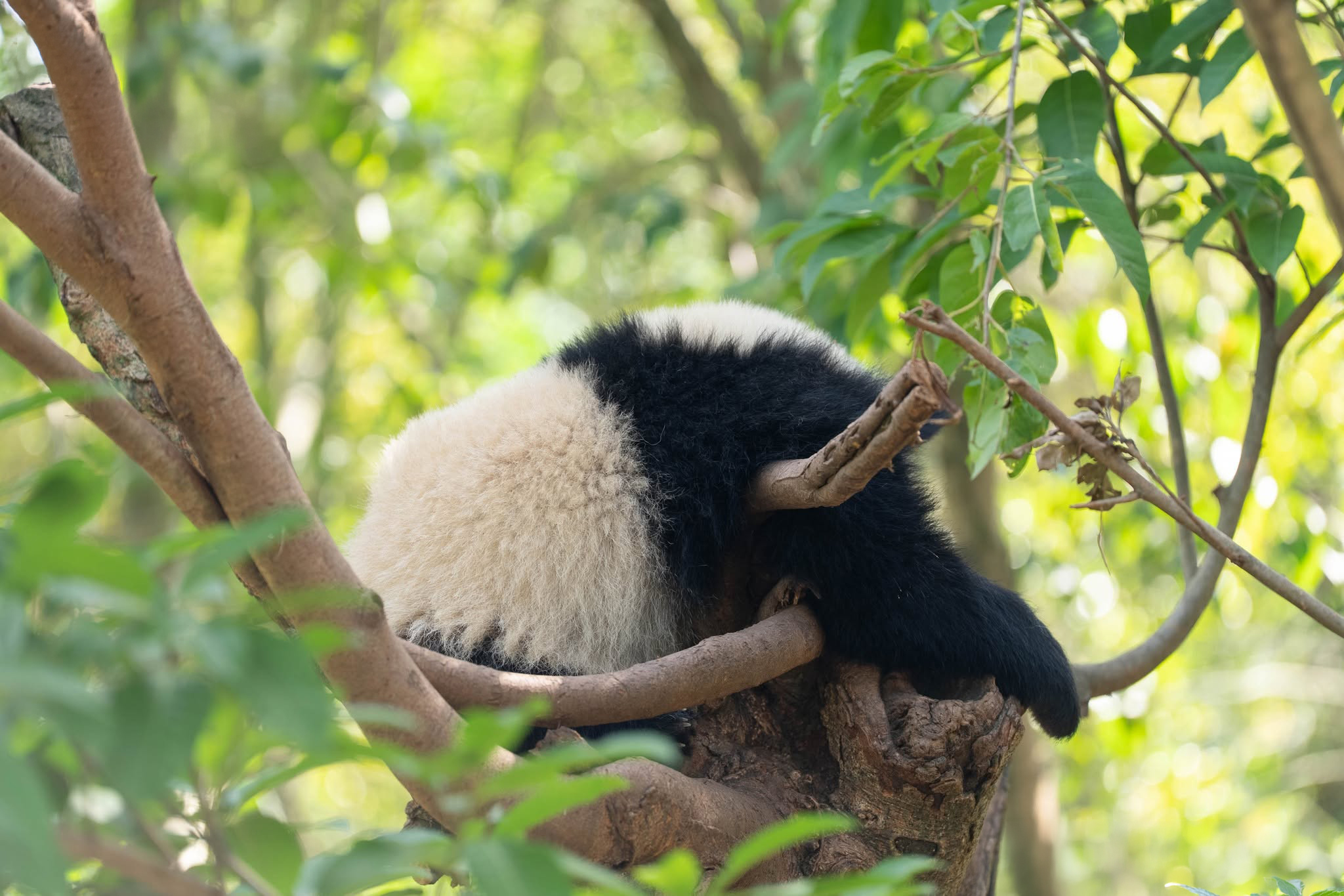 Watching A Panda Cub Run Is Probably The Cutest Thing You’ll See Today