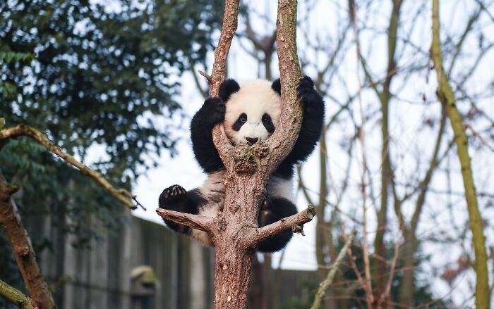 Watching A Panda Cub Run Is Probably The Cutest Thing You’ll See Today