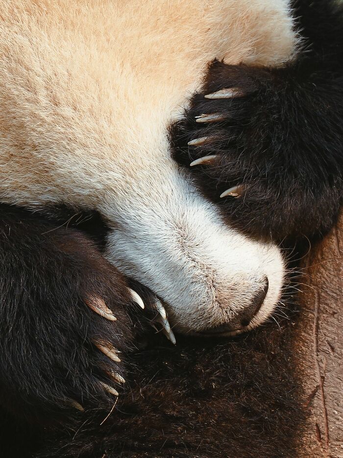 Watching A Panda Cub Run Is Probably The Cutest Thing You’ll See Today