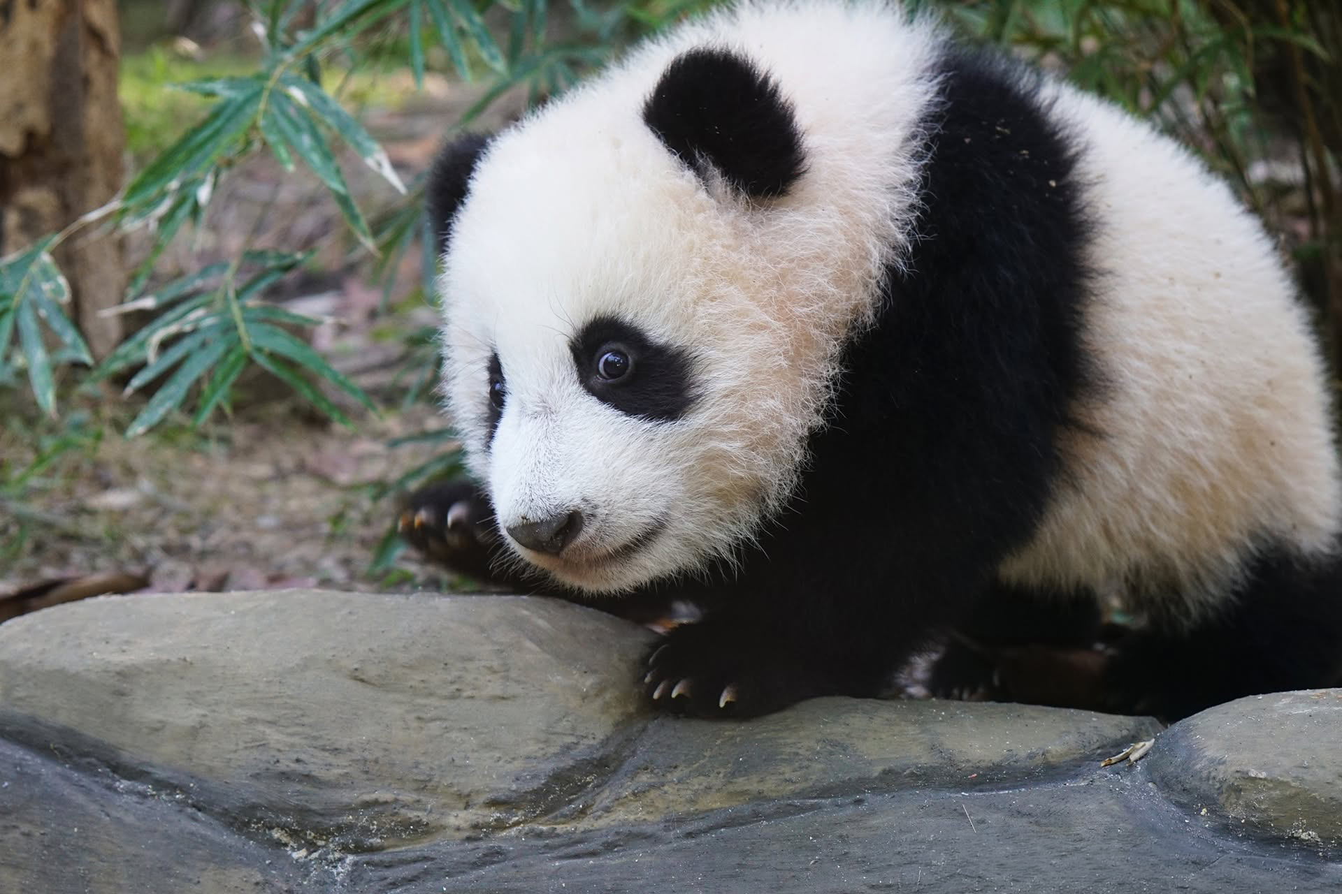 Watching A Panda Cub Run Is Probably The Cutest Thing You’ll See Today