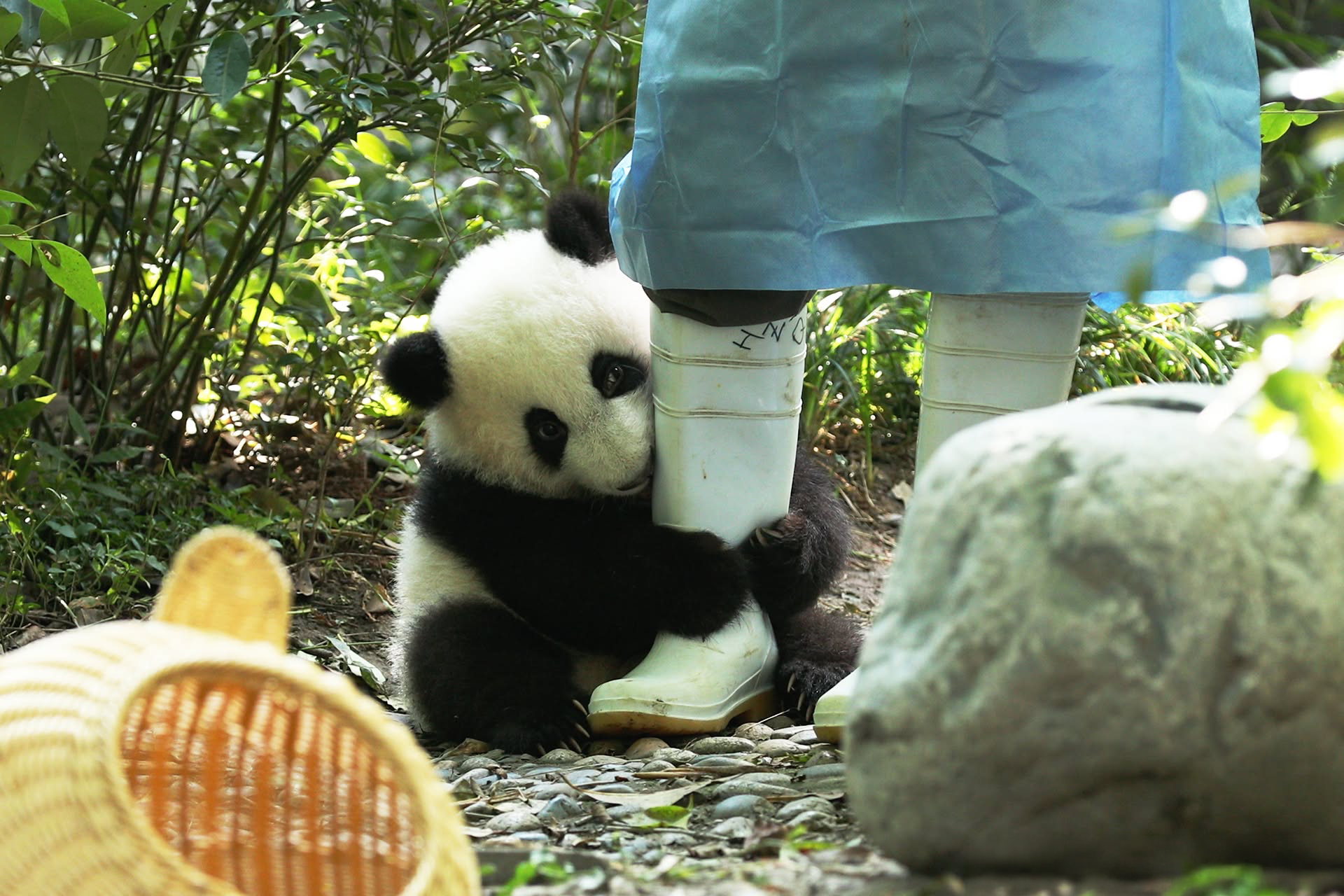 Watching A Panda Cub Run Is Probably The Cutest Thing You’ll See Today