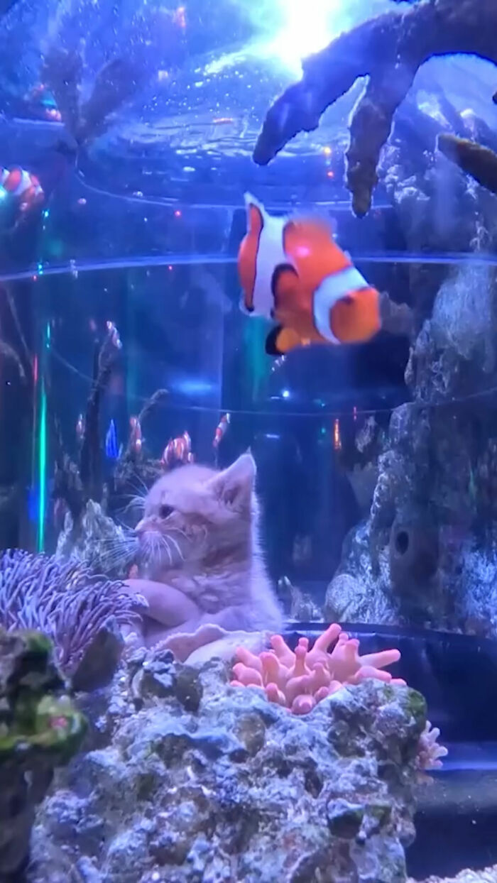 The Bitty Kitty Brigade Brought Rescue Kittens On Once-In-A-Lifetime Field Trip To An Aquarium The Bitty Kitty Brigade Brought Rescue Kittens On Once-In-A-Lifetime Field Trip To An Aquarium