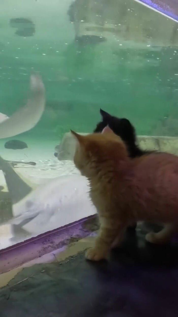 The Bitty Kitty Brigade Brought Rescue Kittens On Once-In-A-Lifetime Field Trip To An Aquarium The Bitty Kitty Brigade Brought Rescue Kittens On Once-In-A-Lifetime Field Trip To An Aquarium