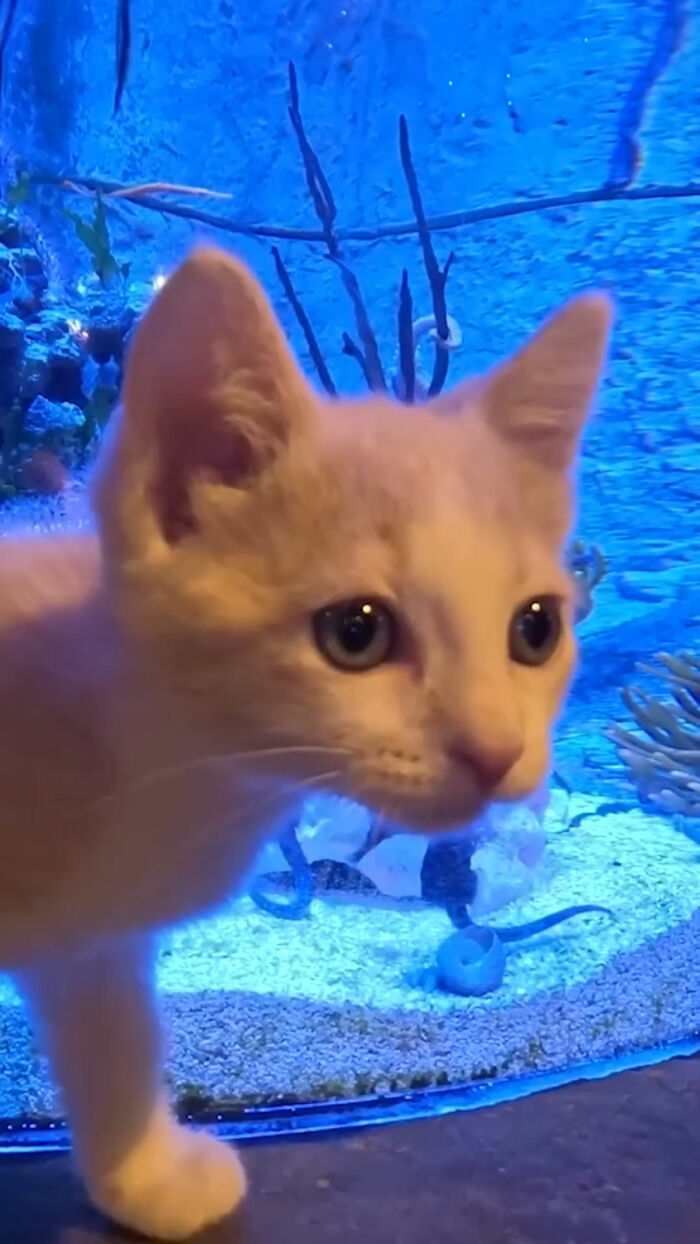 The Bitty Kitty Brigade Brought Rescue Kittens On Once-In-A-Lifetime Field Trip To An Aquarium The Bitty Kitty Brigade Brought Rescue Kittens On Once-In-A-Lifetime Field Trip To An Aquarium