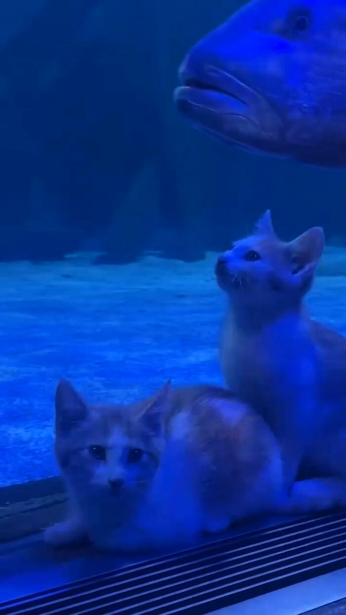 The Bitty Kitty Brigade Brought Rescue Kittens On Once-In-A-Lifetime Field Trip To An Aquarium The Bitty Kitty Brigade Brought Rescue Kittens On Once-In-A-Lifetime Field Trip To An Aquarium