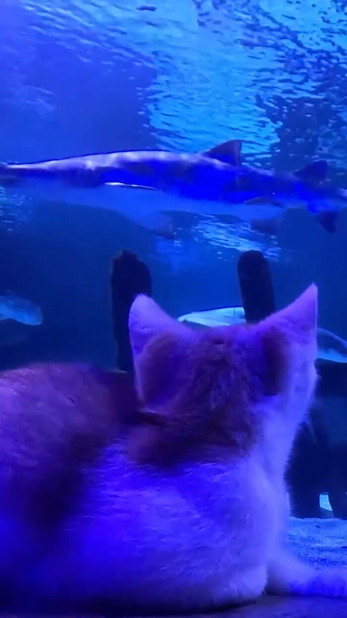 The Bitty Kitty Brigade Brought Rescue Kittens On Once-In-A-Lifetime Field Trip To An Aquarium The Bitty Kitty Brigade Brought Rescue Kittens On Once-In-A-Lifetime Field Trip To An Aquarium