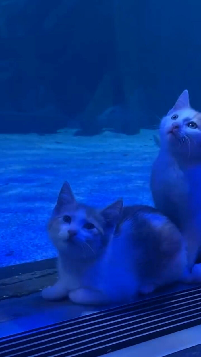 The Bitty Kitty Brigade Brought Rescue Kittens On Once-In-A-Lifetime Field Trip To An Aquarium The Bitty Kitty Brigade Brought Rescue Kittens On Once-In-A-Lifetime Field Trip To An Aquarium
