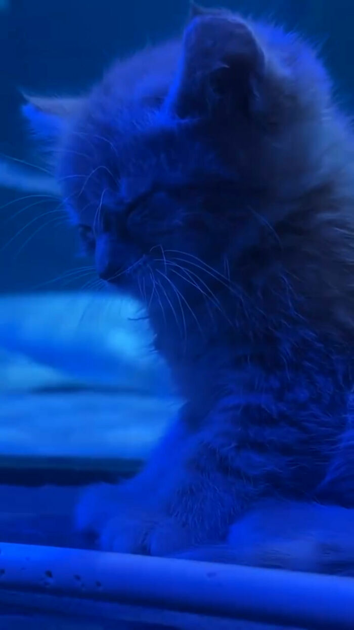 The Bitty Kitty Brigade Brought Rescue Kittens On Once-In-A-Lifetime Field Trip To An Aquarium The Bitty Kitty Brigade Brought Rescue Kittens On Once-In-A-Lifetime Field Trip To An Aquarium