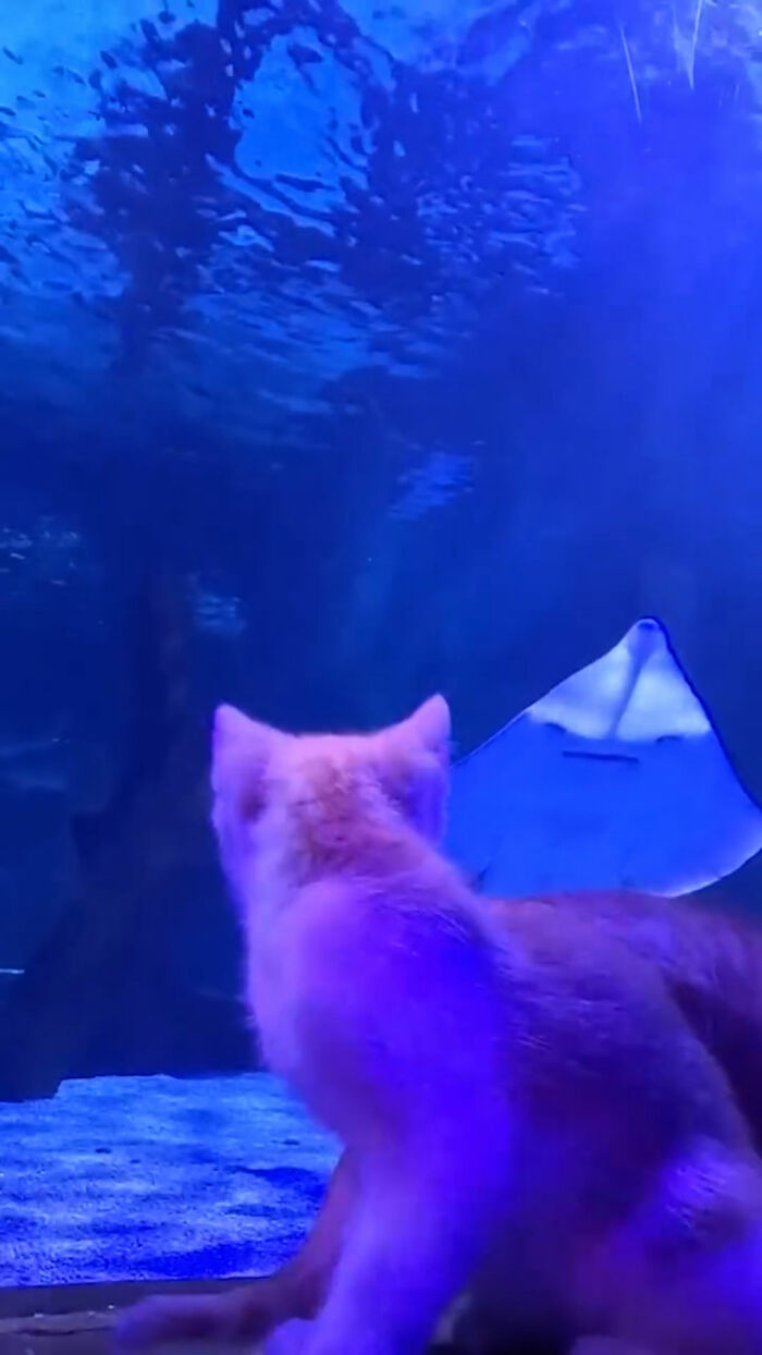 The Bitty Kitty Brigade Brought Rescue Kittens On Once-In-A-Lifetime Field Trip To An Aquarium The Bitty Kitty Brigade Brought Rescue Kittens On Once-In-A-Lifetime Field Trip To An Aquarium