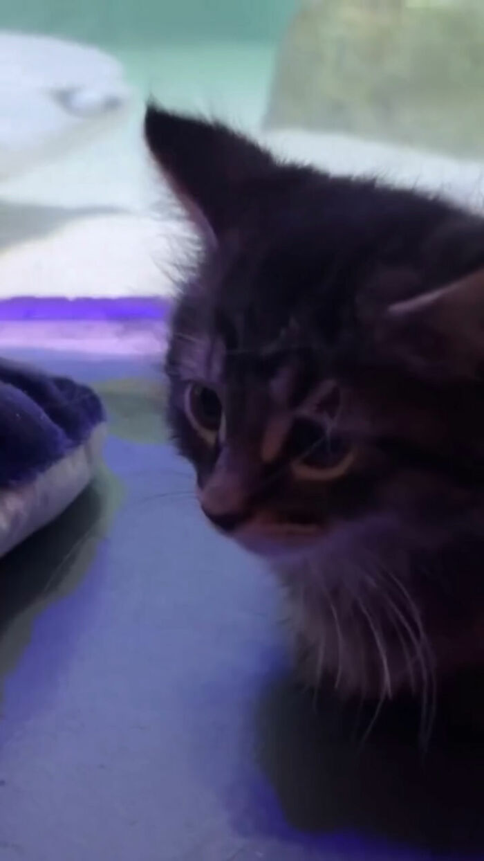 The Bitty Kitty Brigade Brought Rescue Kittens On Once-In-A-Lifetime Field Trip To An Aquarium The Bitty Kitty Brigade Brought Rescue Kittens On Once-In-A-Lifetime Field Trip To An Aquarium