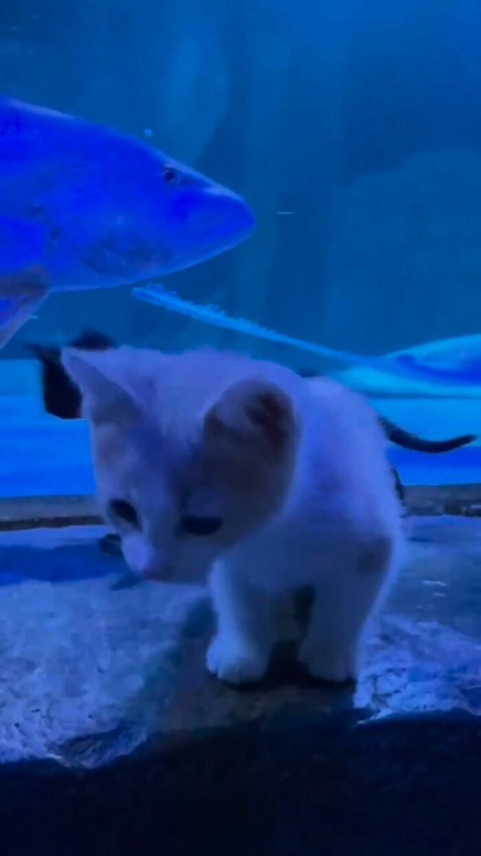 The Bitty Kitty Brigade Brought Rescue Kittens On Once-In-A-Lifetime Field Trip To An Aquarium The Bitty Kitty Brigade Brought Rescue Kittens On Once-In-A-Lifetime Field Trip To An Aquarium