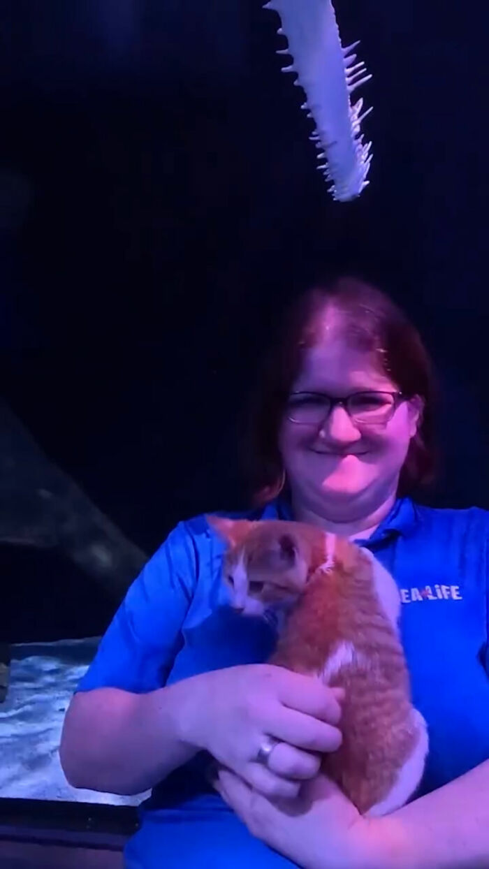 The Bitty Kitty Brigade Brought Rescue Kittens On Once-In-A-Lifetime Field Trip To An Aquarium The Bitty Kitty Brigade Brought Rescue Kittens On Once-In-A-Lifetime Field Trip To An Aquarium