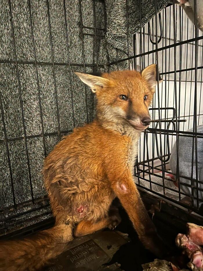 Injured Fox Kit Makes Remarkable Recovery Thanks To Swimming Lessons Injured Fox Kit Makes Remarkable Recovery Thanks To Swimming Lessons
