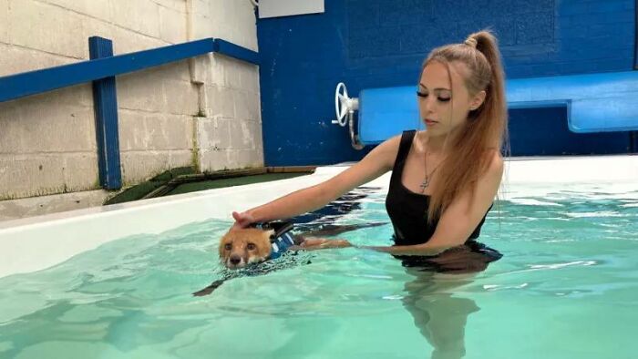 Injured Fox Kit Makes Remarkable Recovery Thanks To Swimming Lessons Injured Fox Kit Makes Remarkable Recovery Thanks To Swimming Lessons
