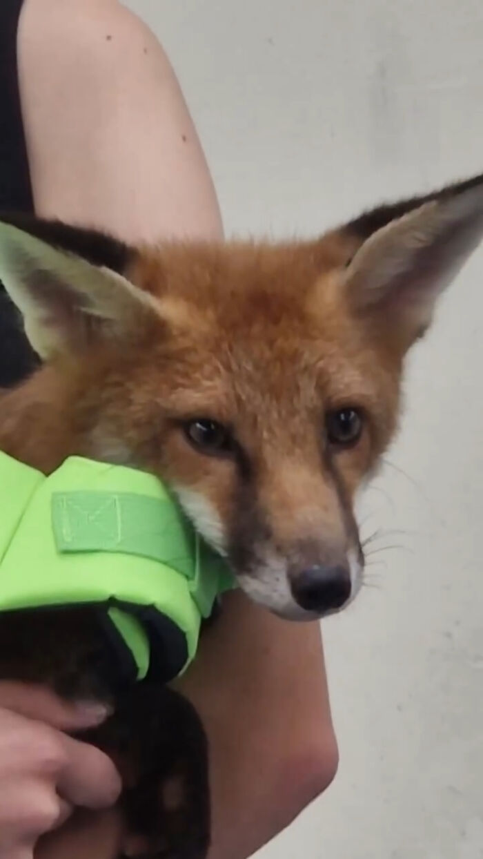 Injured Fox Kit Makes Remarkable Recovery Thanks To Swimming Lessons Injured Fox Kit Makes Remarkable Recovery Thanks To Swimming Lessons