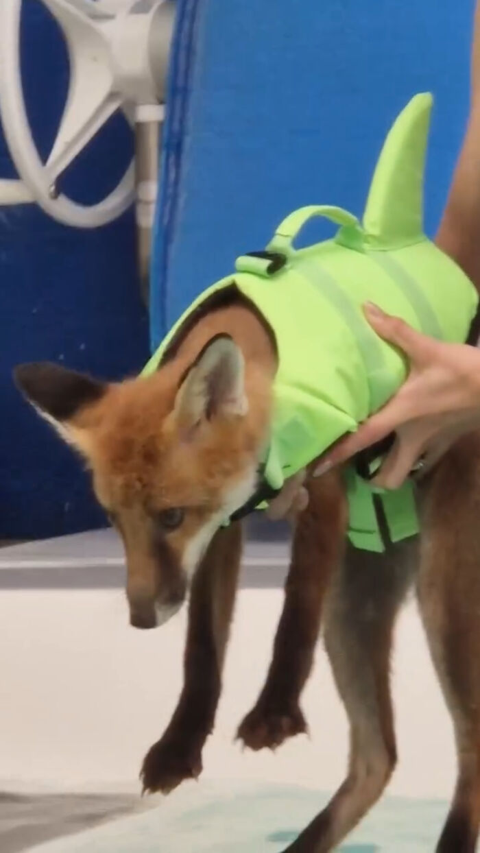 Injured Fox Kit Makes Remarkable Recovery Thanks To Swimming Lessons Injured Fox Kit Makes Remarkable Recovery Thanks To Swimming Lessons