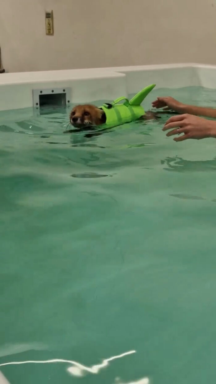 Injured Fox Kit Makes Remarkable Recovery Thanks To Swimming Lessons Injured Fox Kit Makes Remarkable Recovery Thanks To Swimming Lessons