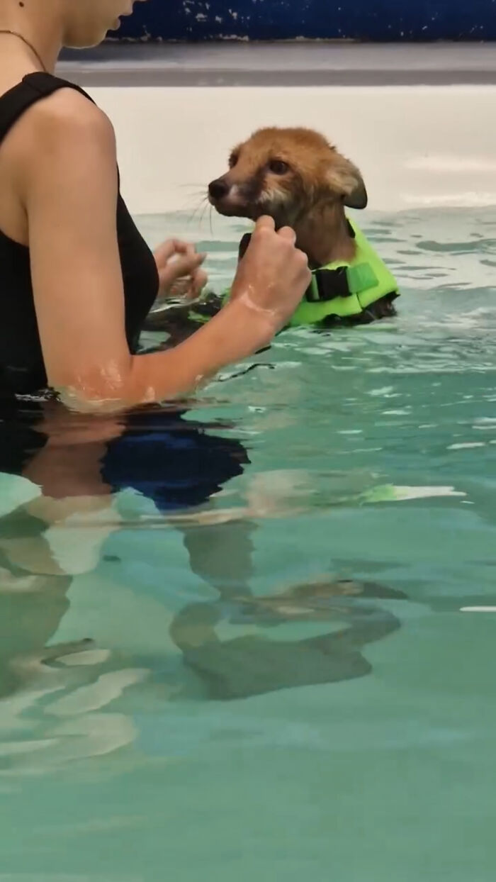 Injured Fox Kit Makes Remarkable Recovery Thanks To Swimming Lessons Injured Fox Kit Makes Remarkable Recovery Thanks To Swimming Lessons