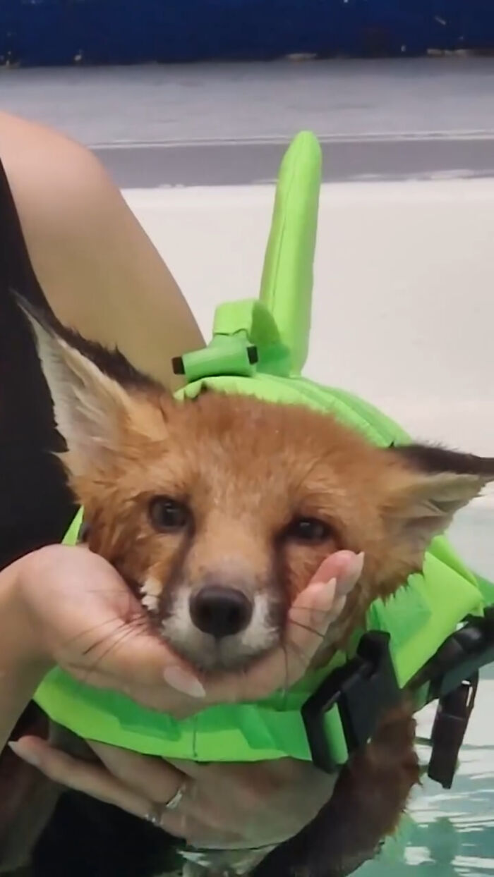 Injured Fox Kit Makes Remarkable Recovery Thanks To Swimming Lessons Injured Fox Kit Makes Remarkable Recovery Thanks To Swimming Lessons