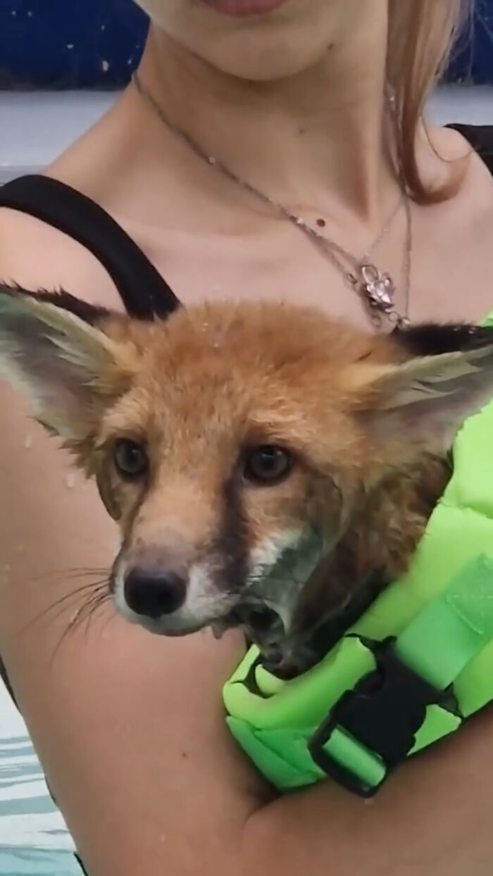 Injured Fox Kit Makes Remarkable Recovery Thanks To Swimming Lessons Injured Fox Kit Makes Remarkable Recovery Thanks To Swimming Lessons