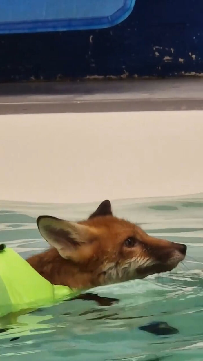 Injured Fox Kit Makes Remarkable Recovery Thanks To Swimming Lessons Injured Fox Kit Makes Remarkable Recovery Thanks To Swimming Lessons