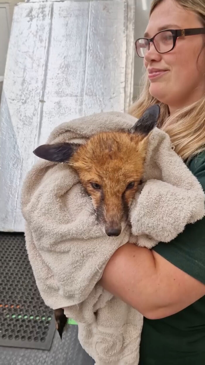 Injured Fox Kit Makes Remarkable Recovery Thanks To Swimming Lessons Injured Fox Kit Makes Remarkable Recovery Thanks To Swimming Lessons