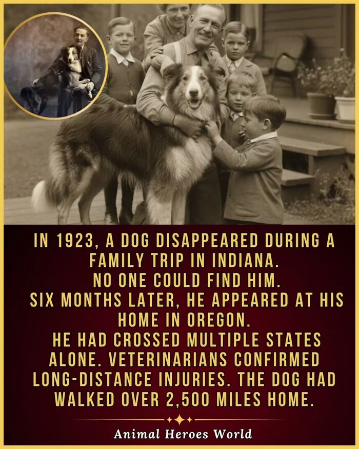 27 True Stories Of Animals Who Saved Lives Or Survived The Impossible, As Shared By This Page 27 True Stories Of Animals Who Saved Lives Or Survived The Impossible, As Shared By This Page